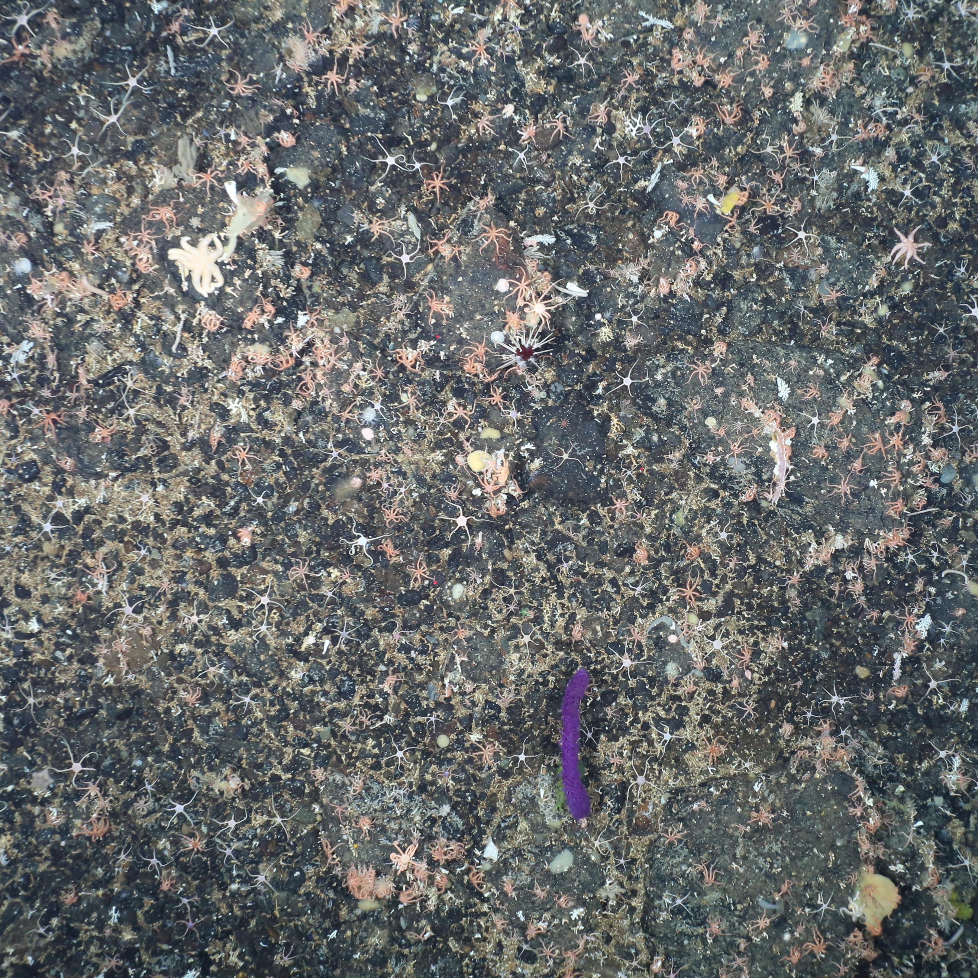 Raw Antarctic seabed training image containing a purple elasipodid